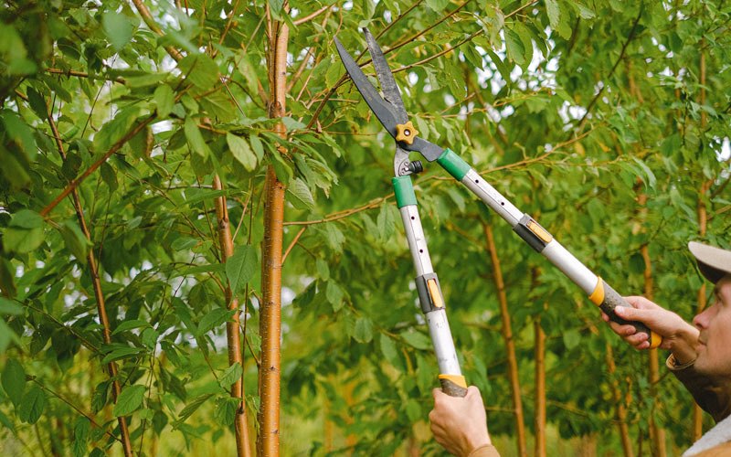 Tree trimming in Hawkeye, IA