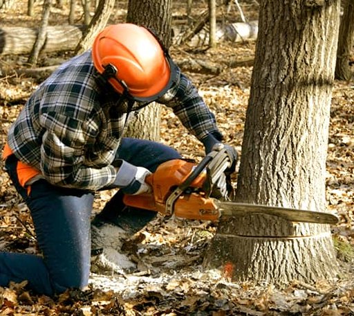 Tree Removal in Hawkeye, IA